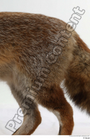  Red fox back leg 0001.jpg